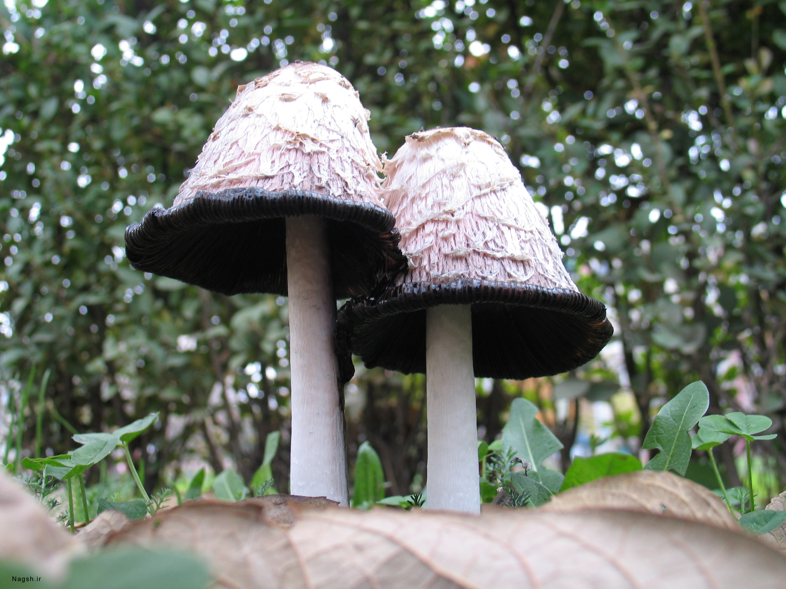 قارچ های با کلاه های عجیب